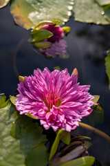 pink water lilies in pond