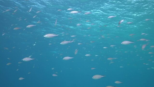 Underwater scene of school of fish in the Caribbean sea, swimming just below reflecting water surface, species includes snapper and grunt fish.