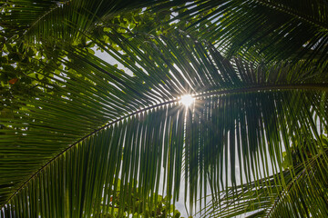 sun rays visible through palm tree leaves