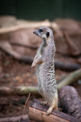 Meerkat (Suricata suricatta) standing to attention
