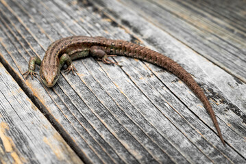 Lizard