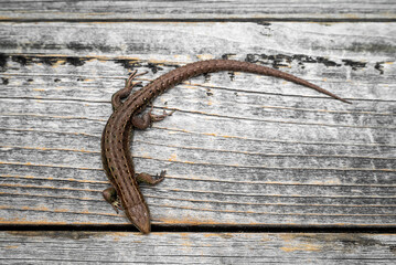 Lizard