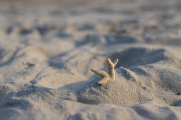 Dead coral reef remains on sandy beach