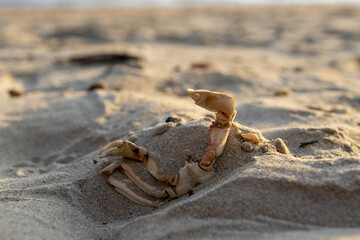 Remains of crab claw buried in sand  on beach