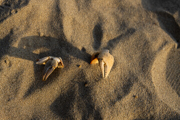 Remains of crab claw buried in sand  on beach