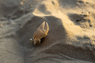 Remains of crab claw buried in sand  on beach