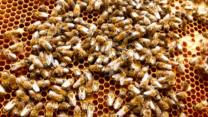 Many bees crawl on the waxy golden frame in a beehive. Honey production and bee breeding