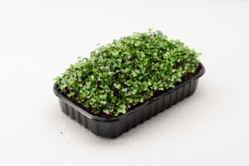 Microgreens planted in a black container young radish sprouts on a microgreen farm eco food close-up