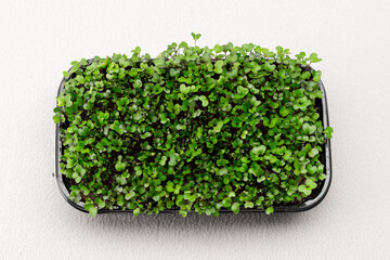 Microgreens planted in a black container young radish sprouts on a microgreen farm eco food close-up