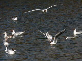 a flock of wild birds - black-headed gulls on the surface of the water on a sunny day