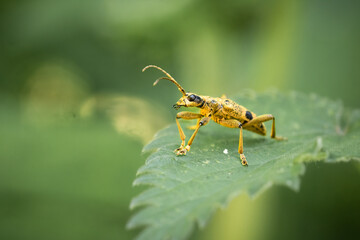 Black spotted long horn beetle - Rhagium mordax