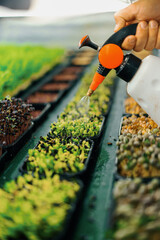 farmer works on indoor farm planting microgreens Selection of seeds and watering sprouts of fresh...