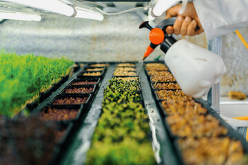 farmer works on indoor farm planting microgreens Selection of seeds and watering sprouts of fresh...