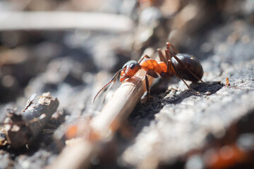 Southern wood ant (Formica rufa) walking