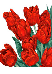 A bouquet of red tulips on a transparent background. Decorative drawing for postcards. - 585925123