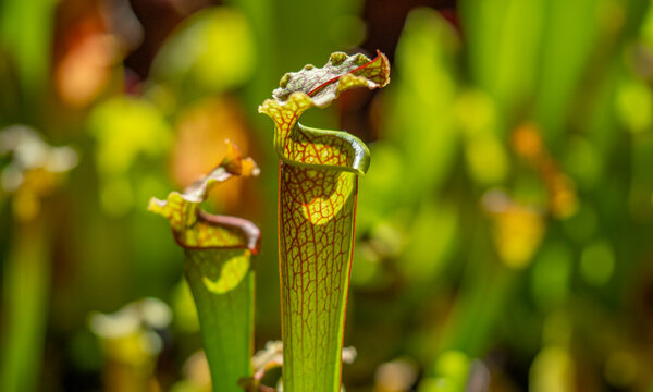Sarracenia a carnivorous insectivorous plant on a blurred background.  Pitcher plants, commonly called trumpet pitchers.