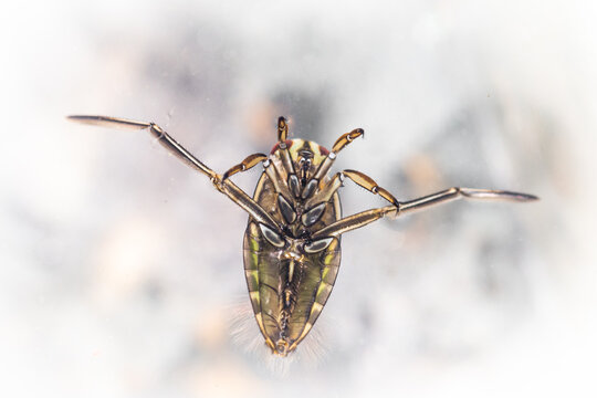 Underside of a common backswimmer (Notonecta glauca)