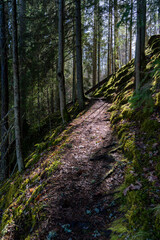 The rays of the spring sun penetrate the forest path.