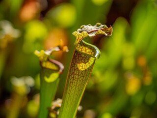 Sarracenia a carnivorous insectivorous plant on a blurred background.  Pitcher plants, commonly...