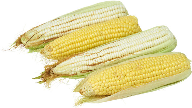 elotes