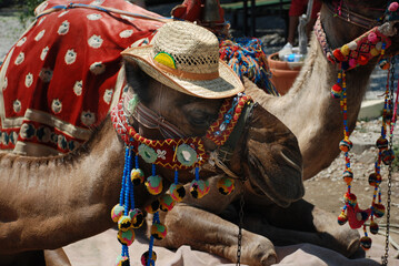 Obraz premium Camels in Antalya, Turkey