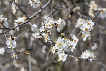 tree blossom