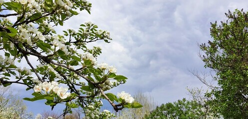 apple tree blossom against blue spring sky