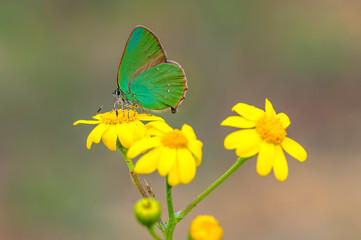 Fototapeta premium Lycaenidae / Zümrüt / Green Hairstreak / Callophrys rubi