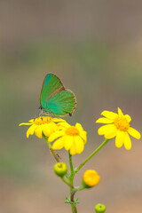 Lycaenidae / Zümrüt / Green Hairstreak / Callophrys rubi