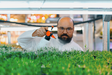 farmer works on indoor farm planting microgreens Selection of seeds and watering sprouts of fresh...