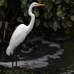 Great Egret (Ardea alba) perched on the edge of a lake in the vegetation.