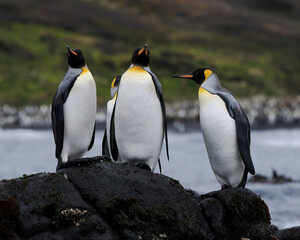 king penguin colony