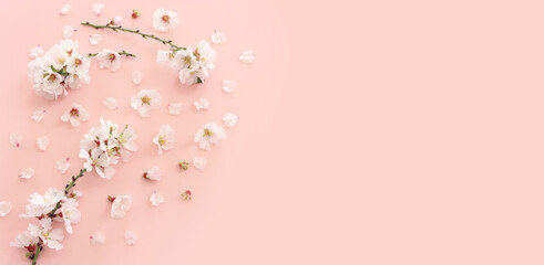 Obraz na płótnie Canvas image of spring white cherry blossoms tree over pink pastel background