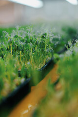 close-up of juicy young green sprouts with water drops The process of watering seedlings farm microgreens