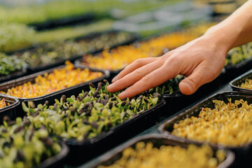 farmer or gardener checks the condition of microgreens Scientist grows plant sprouts touches them...