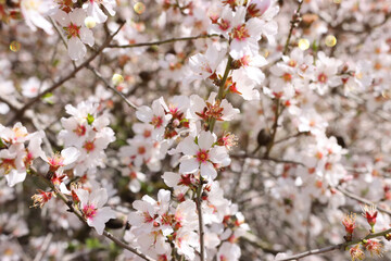 background of spring almond blossoms tree. selective focus