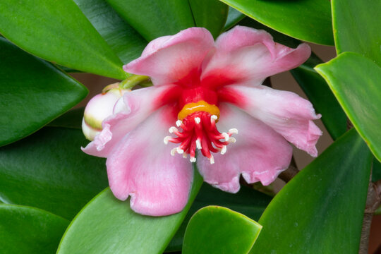 Autograph tree, a species of attorneys (Clusia) Scotch attorney, Pitch apple, Corey, Balsam apple, Florida Clusia, Signature tree, Fat park tree