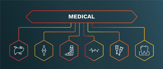 set of medical white thin line icons. medical outline icons with infographic template. linear icons such as knee, plastered foot, lifeline, crutches, molar vector.