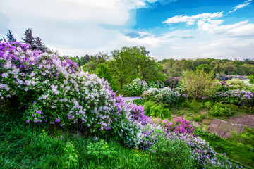 Fantastic Lilac blossoms  at May 1 in Kyiv National Botanical Garden