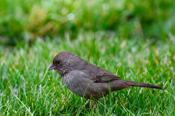 Female feathered Towhee Bird of North America in field of grass