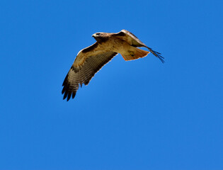Beautiful Red Tailed Hawk close up flying low wings down with black, brown, white and red feathers 