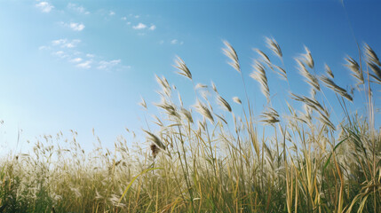 Obraz premium grass and sky generative ai