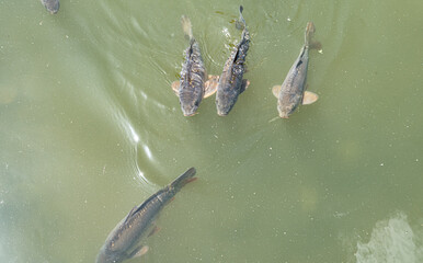 Fish below the surface of the water. Sunny day by the water. Fish in a freshwater pond.