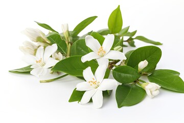 Jasmine flowers on white background