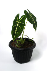 Alocasia plant on white background