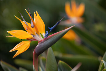 Fototapeta na wymiar orange flower in the garden