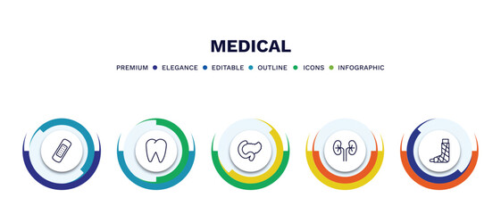 set of medical thin line icons. medical outline icons with infographic template. linear icons such as bandage, tooth, pancreas, kidney, plastered foot vector.