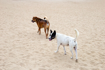 Two dogs walking on the beach.