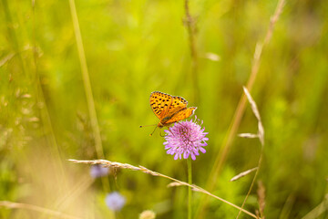 On orange butterfly on a violet flower in the grass. Macro butterfly in the meadow.