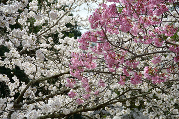 白とピンクの桜